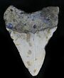 Bargain Megalodon Tooth - North Carolina #28507-1